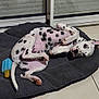 dalmatian, dog, puppy, pet_bed, toy, popsicle_toy, black_spots, white_fur, curious, lying_down, indoor, tile_floor, glass_door, relaxed, pink_skin, paw, ear, tail, animal, cute