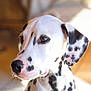 Archie participe au concours pour gagner de l'argent avec cette photo : dalmatian, puppy, dog, pet, animal, white, black_spots, close_up, portrait, cute, fur, ears, nose, whiskers, indoor, soft_light, brown_eyes, young, adorable, calm