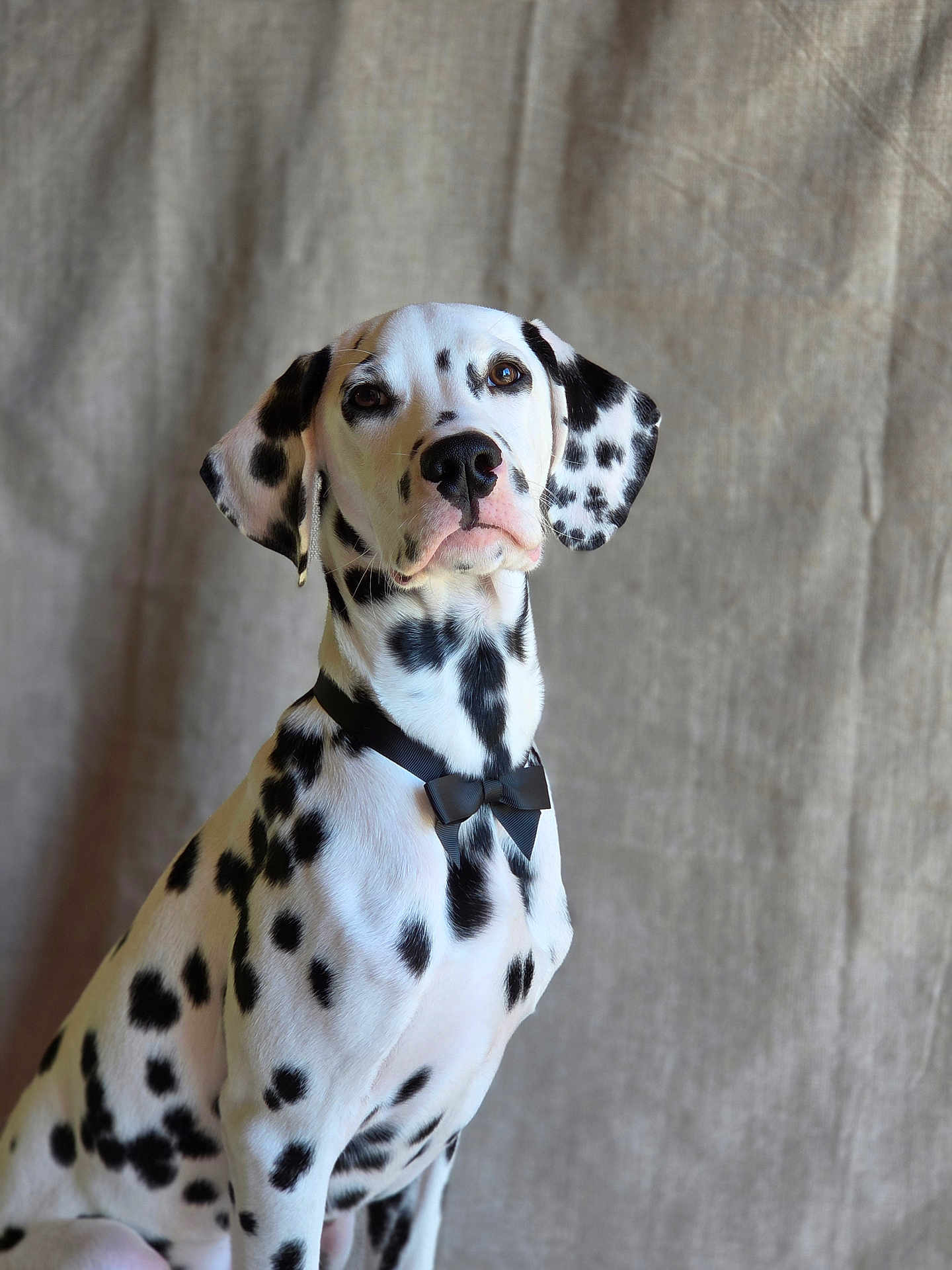Archie