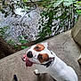 dog, white_dog, brown_patches, tongue_out, sitting, concrete_path, leash, chain, greenery, leaves, creek, water, ripples, tree_trunk, outdoor, nature, pet, happy, collar, looking_up