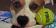 Prince is registered to the contest to win money with this photo: animal, blanket, brown_and_white, canine, close_up, companion, curious, cute, dog, ear, face, home, indoor, kong, nose, pet, relaxed, resting, tennis_ball, toy