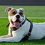 Prince is registered to the contest to win money with this photo: dog, pet, animal, playing, tennis_ball, grass, outdoor, happy, tongue_out, white_fur, brown_patch, leash, harness, resting, sports_field, daylight, canine, friendly, summer, active