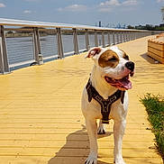 Prince is registered to the contest to win money with this photo: dog, canine, pet, outdoor, sunny, boardwalk, water, sky, clouds, leash, harness, happy, tongue_out, brown_and_white, paw, shadow, nature, daytime, metal_railing, grass