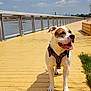 dog, canine, pet, outdoor, sunny, boardwalk, water, sky, clouds, leash, harness, happy, tongue_out, brown_and_white, paw, shadow, nature, daytime, metal_railing, grass