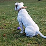 dog, white_dog, grass, outdoor, park, toy_ball, sitting, collar, studs, nature, trees, leaf, canine, pet, animal, daytime, play, back_view, calm, field