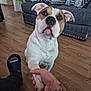 dog, paw, handshake, tattoo, human_hand, wooden_floor, couch, pillows, indoor, pet, friendly, brown_and_white, expression, ears, flooring, living_room, furniture, close_up, canine, interaction