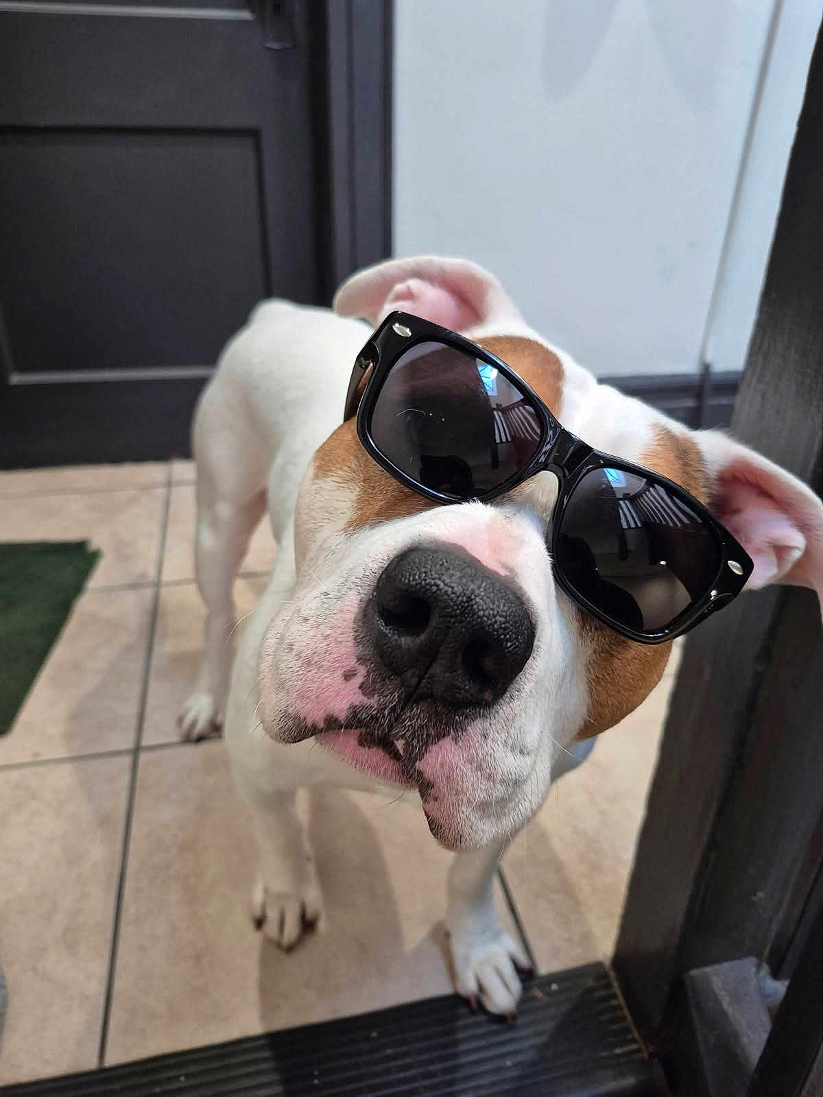 Prince joined the competition — help win amazing prizes! dog, sunglasses, white_dog, brown_spots, indoors, floor_tiles, door, pet, canine, close_up, curious, black_sunglasses, portrait, animal, companion, domestic_dog, cute, funny, head_tilt, paw