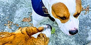 Prince joined the competition — help win amazing prizes! dog, dogs, outdoor, pavement, collar, jacket, brown, white, brindle, sniffing, leaves, bench, pet, animal, fur, closeup, interaction, friendship, canine, nature