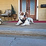 dog, porch, house, door, potted_plant, chair, soccer_ball, harness, pet, outdoor, concrete, step, fence, window, light_fixture, yellow_wall, resting, animal, domestic, calm