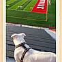 Prince is registered to the contest to win money with this photo: dog, stadium, football_field, bleachers, harness, outdoor, green_grass, sports_field, yard_lines, end_zone, red, white_dog, daylight, fence, goal_post, empty_stands, urban, quiet, pet, view