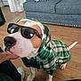 dog, sunglasses, hoodie, plaid, indoor, floor, couch, pillow, wooden_floor, pet, canine, fashion, sitting, white_paws, brown_patch, casual, home, plant, human_hand, shoe