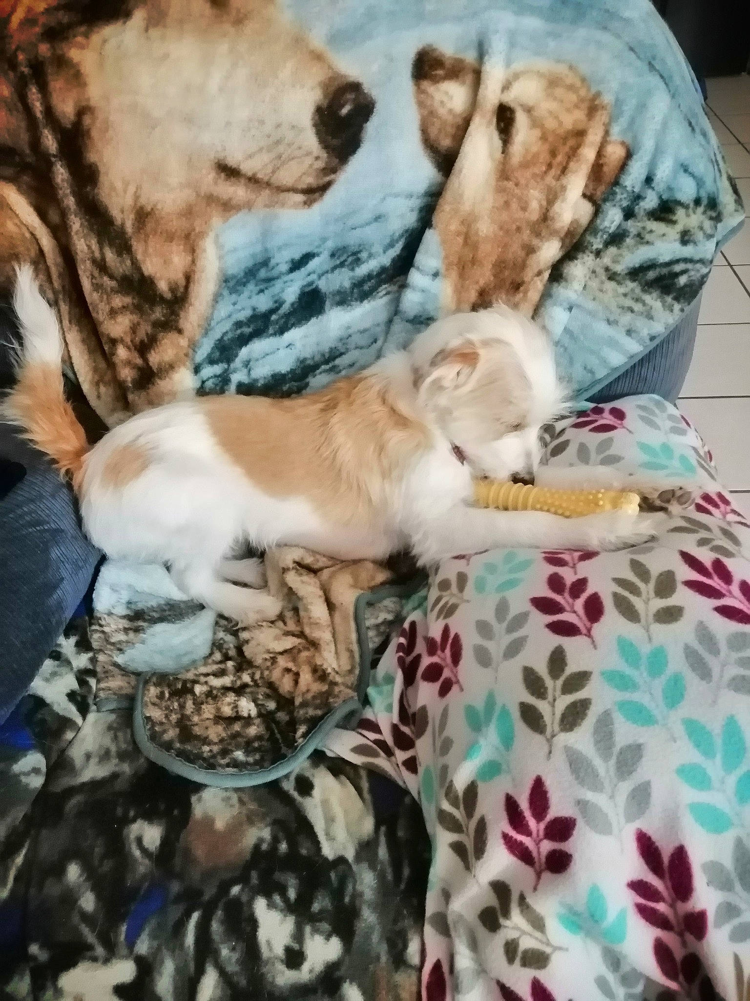 Lexie joined the competition — help win amazing prizes! art, bed_sheet, bedding, big_cats, carnivore, cat, comfort, companion_dog, dog, dog_breed, fawn, felidae, fur, linens, pattern, room, small_to_medium_sized_cats, street_dog, terrestrial_animal, whiskers