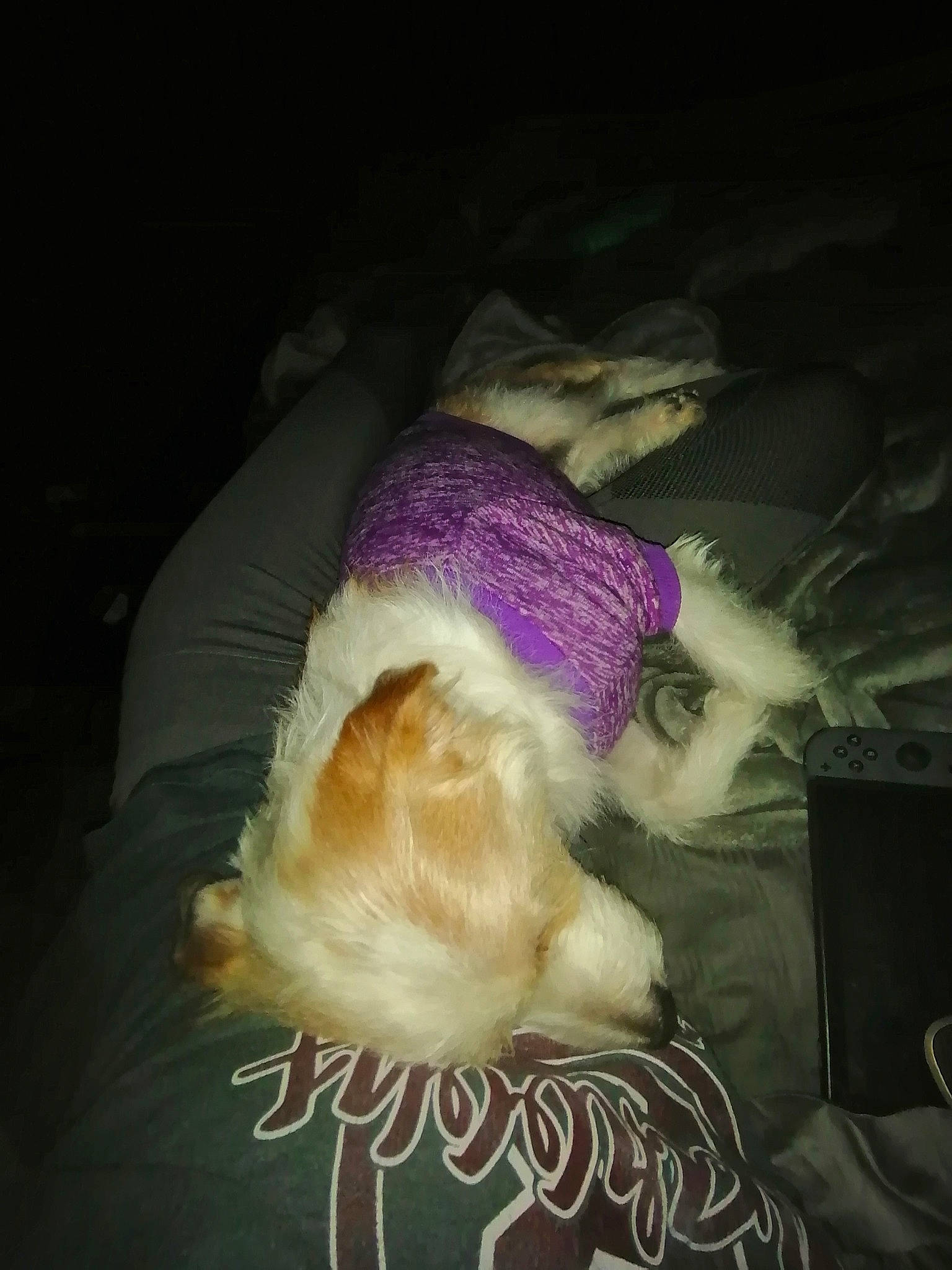 Lexie is registered to the contest to win money with this photo: carnivore, cloud, comfort, companion_dog, darkness, dog, dog_breed, dog_clothes, fawn, feather, felidae, fur, magenta, mammal, small_to_medium_sized_cats, tail, textile, tints_and_shades, toy_dog, whiskers