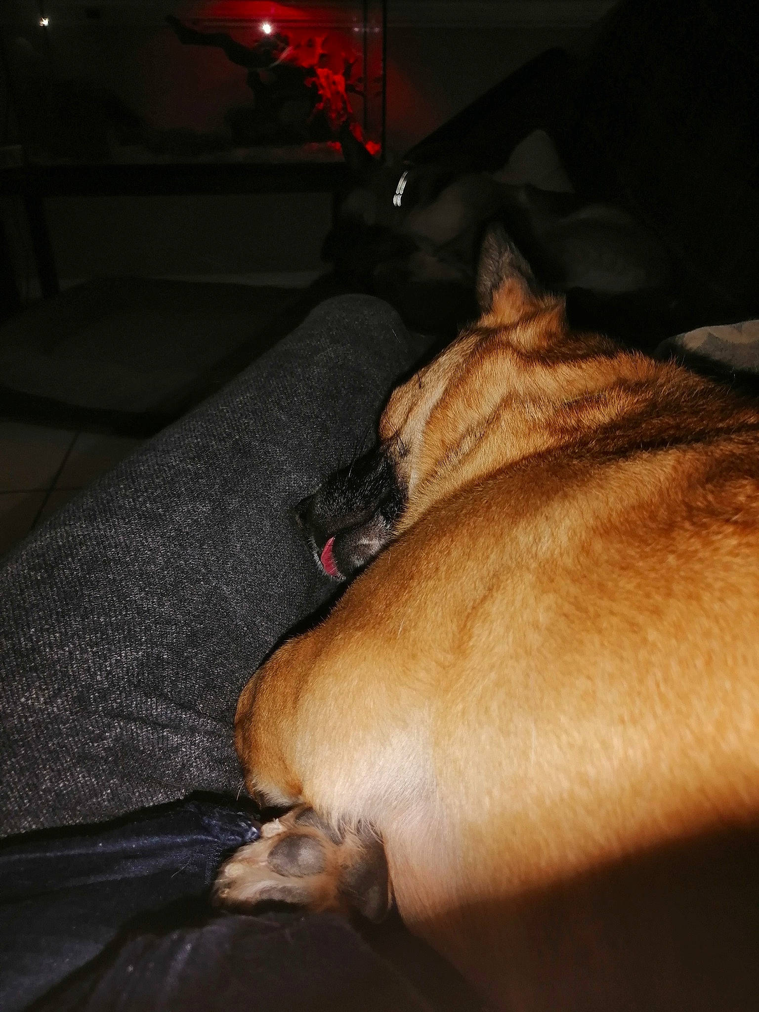 Bubblebutt is registered to the contest to win money with this photo: automotive_lighting, canidae, car_seat, carnivore, comfort, companion_dog, darkness, dog, dog_breed, fawn, felidae, fur, human_leg, snout, sporting_group, tail, tints_and_shades, vehicle_door, whiskers, windshield