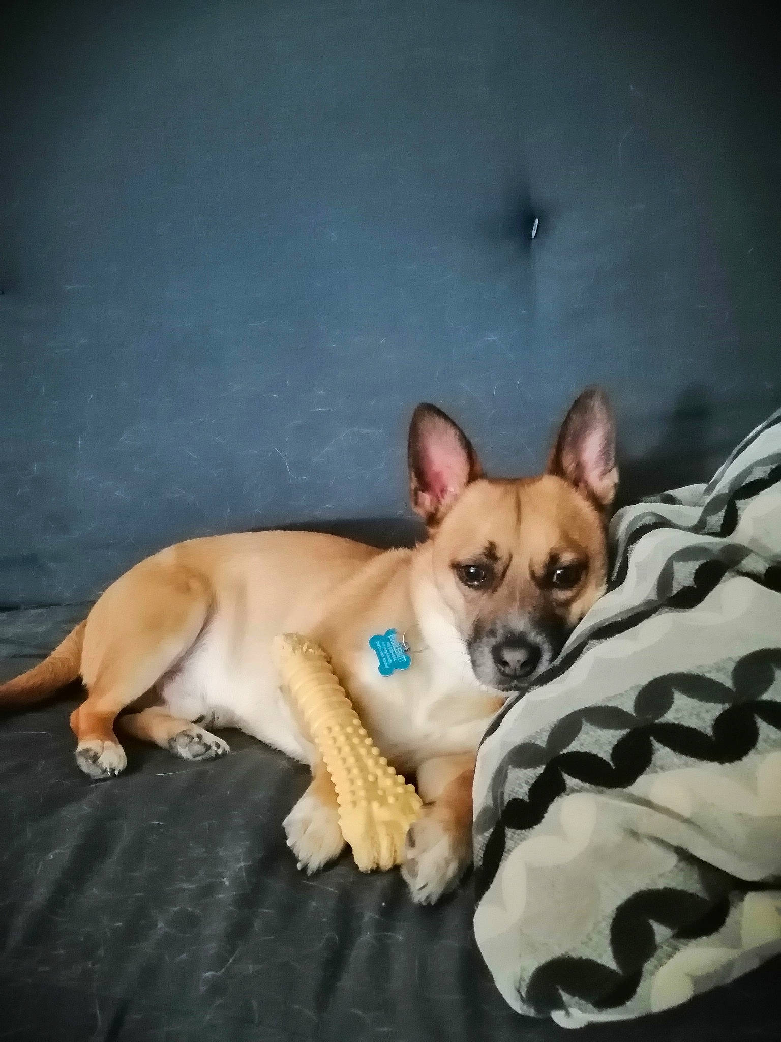 Bubblebutt is registered to the contest to win money with this photo: canidae, carnivore, chihuahua, comfort, companion_dog, dog, dog_breed, dog_supply, ear, fawn, felidae, fur, paw, russkiy_toy, snout, sporting_group, terrestrial_animal, toy_dog, whiskers, working_animal