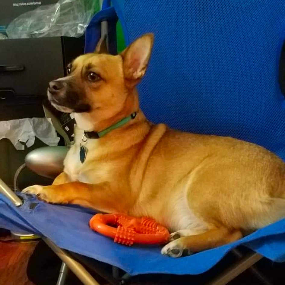 Bubblebutt joined the competition — help win amazing prizes! carnivore, chair, chihuahua, collar, comfort, companion_dog, dog, dog_breed, dog_collar, dog_supply, hound, non_sporting_group, paw, puppy, snout, soft_drink, street_dog, toy_dog, whiskers, working_animal