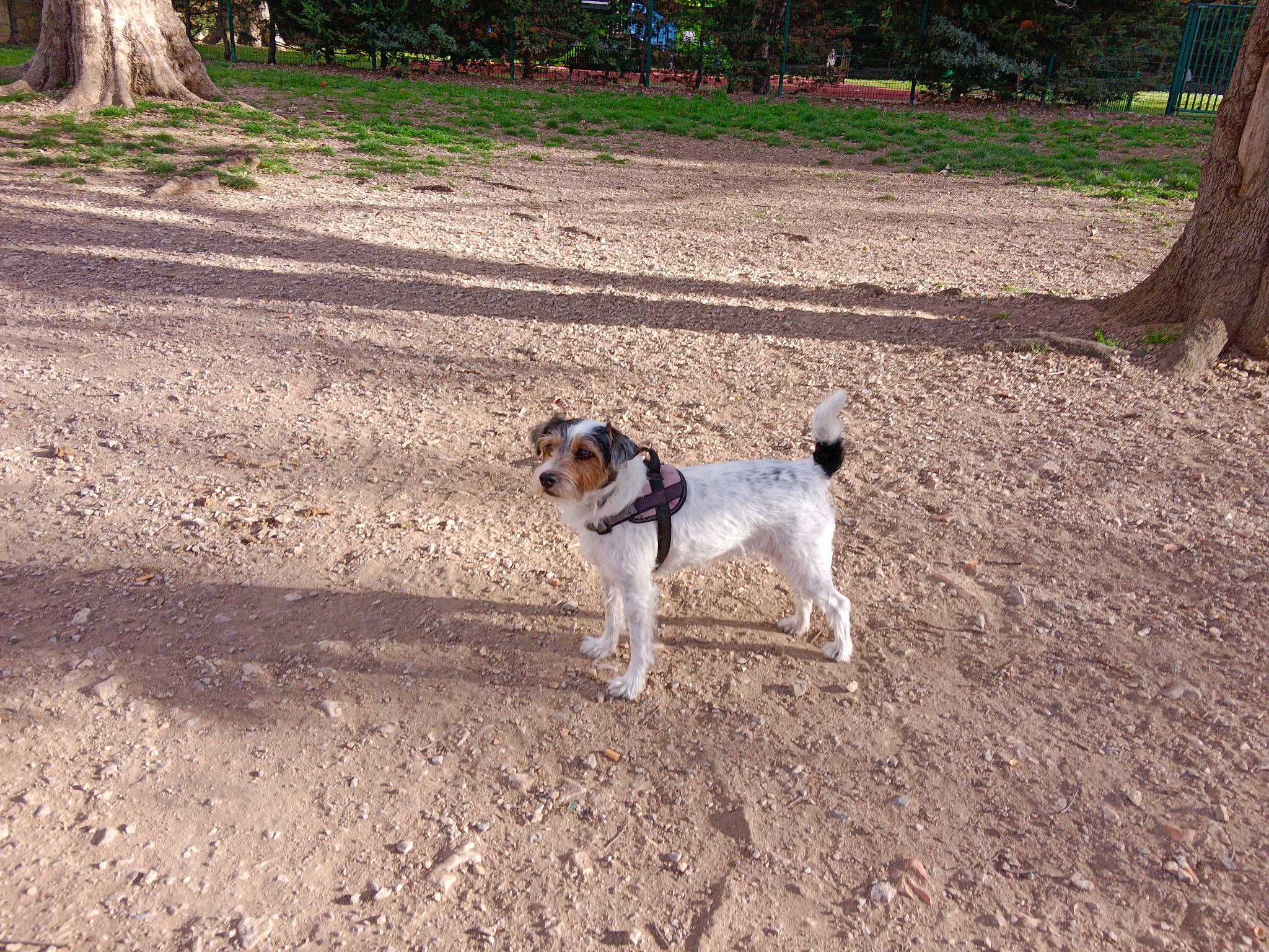 Loli a rejoint le concours — aidez-le/la à gagner de superbes lots ! canidae, carnivore, companion_dog, dog, dog_breed, fawn, grass, hunting_dog, irishjacks, non_sporting_group, plant, soil, sporting_group, tail, terrier, tree