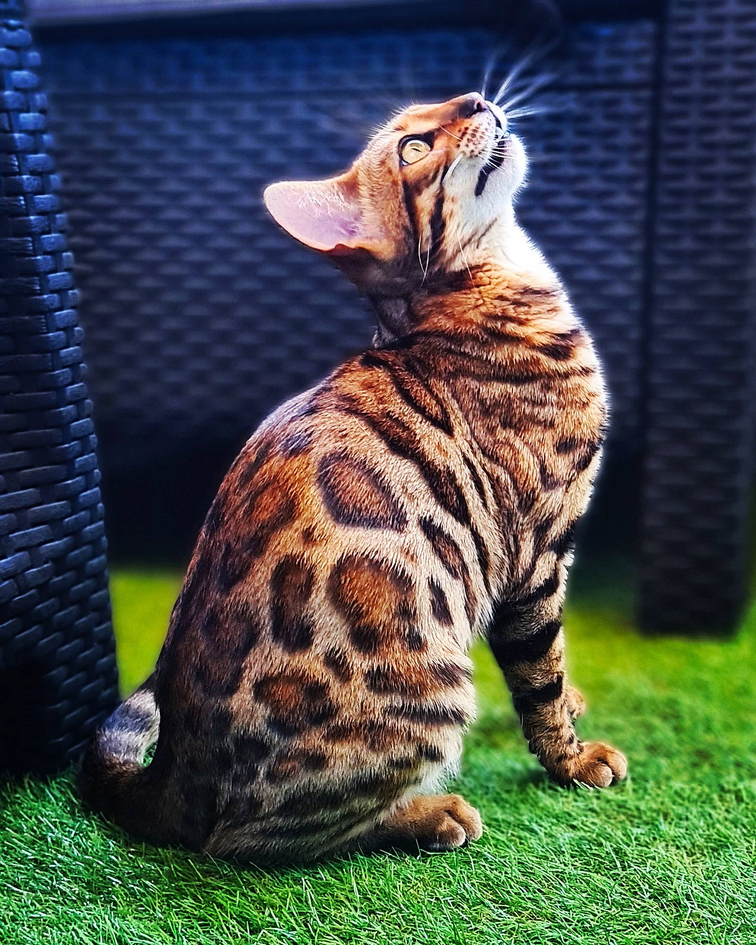 Sana a rejoint le concours — aidez-le/la à gagner de superbes lots ! big_cats, carnivore, eye, fawn, felidae, fur, grass, mesh, ocelot, organism, siberian_tiger, sitting, small_to_medium_sized_cats, snout, tail, terrestrial_animal, tiger, whiskers, wildlife, wood