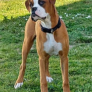 Zumba a rejoint le concours — aidez-le/la à gagner de superbes lots ! dog, boxer, canine, pet, grass, outdoor, animal, mammal, collar, brown, white, alert, standing, curious, nature, daylight, ears, paws, snout, fur