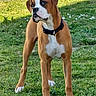 dog, boxer, canine, pet, grass, outdoor, animal, mammal, collar, brown, white, alert, standing, curious, nature, daylight, ears, paws, snout, fur