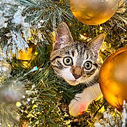 Soxie joined the competition — help win amazing prizes! abyssinian, accessories, animal, balloon, bird, cat, christmas, christmasdecorations, christmastree, conifer, festival, fir, kitten, lighting, manx, ornament, pet, plant, sphere, tree