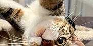 Soxie is registered to the contest to win money with this photo: abyssinian, angora, animal, cat, indoors, kitten, manx, pet, siamese