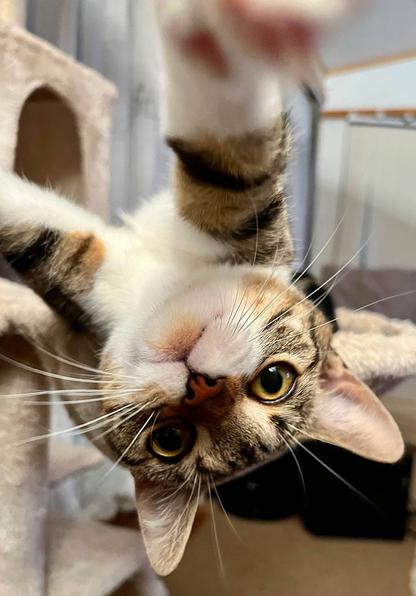 Sox is registered to the contest to win money with this photo: carnivore, cat, claw, comfort, domestic_short_haired_cat, ear, felidae, fur, paw, small_to_medium_sized_cats, snout, terrestrial_animal, whiskers