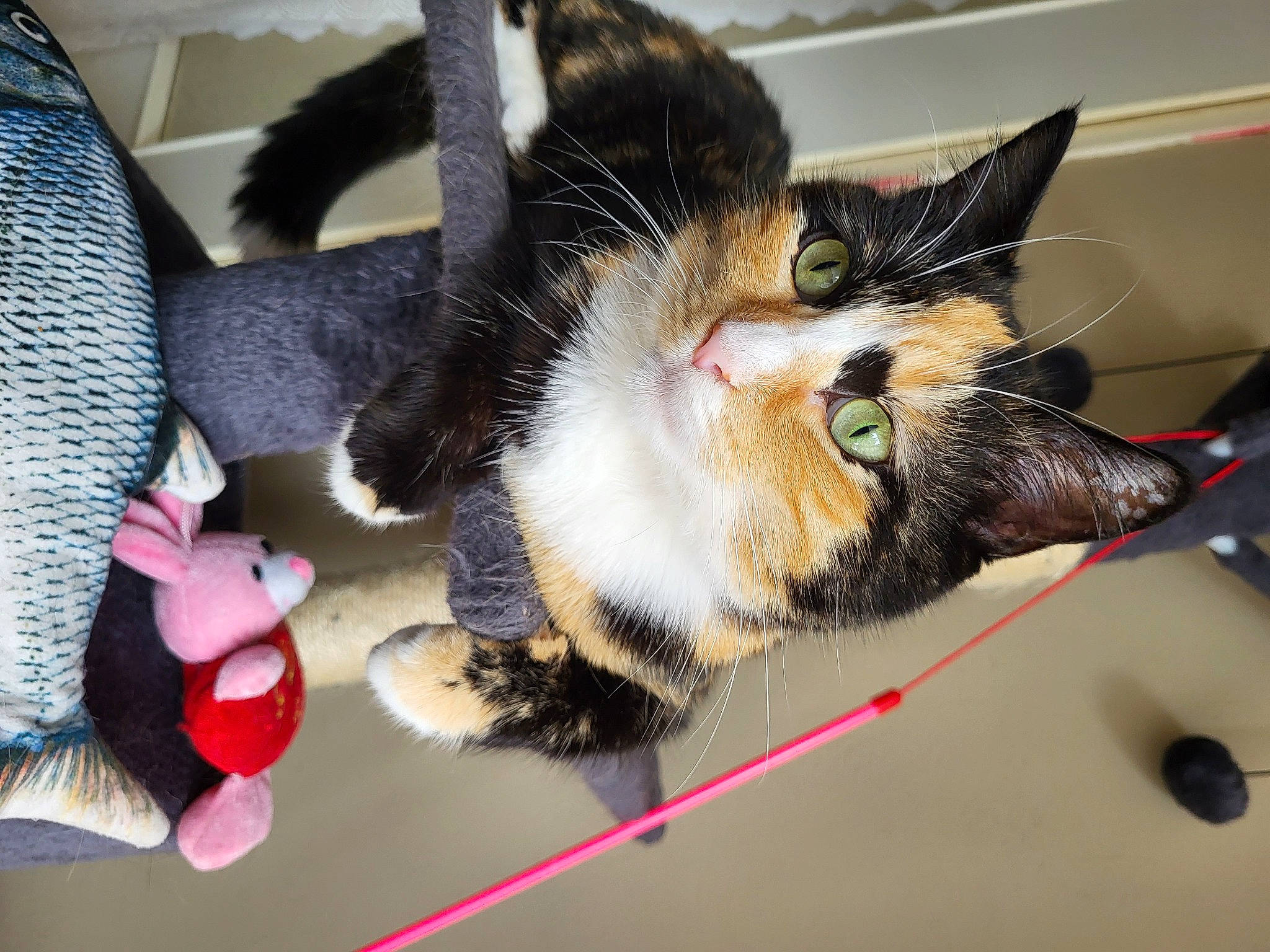 Pastilla a rejoint le concours — aidez-le/la à gagner de superbes lots ! audio_equipment, cardboard, carnivore, cat, claw, collar, comfort, domestic_short_haired_cat, ear, felidae, foot, fur, paw, small_to_medium_sized_cats, snout, tail, toy, whiskers