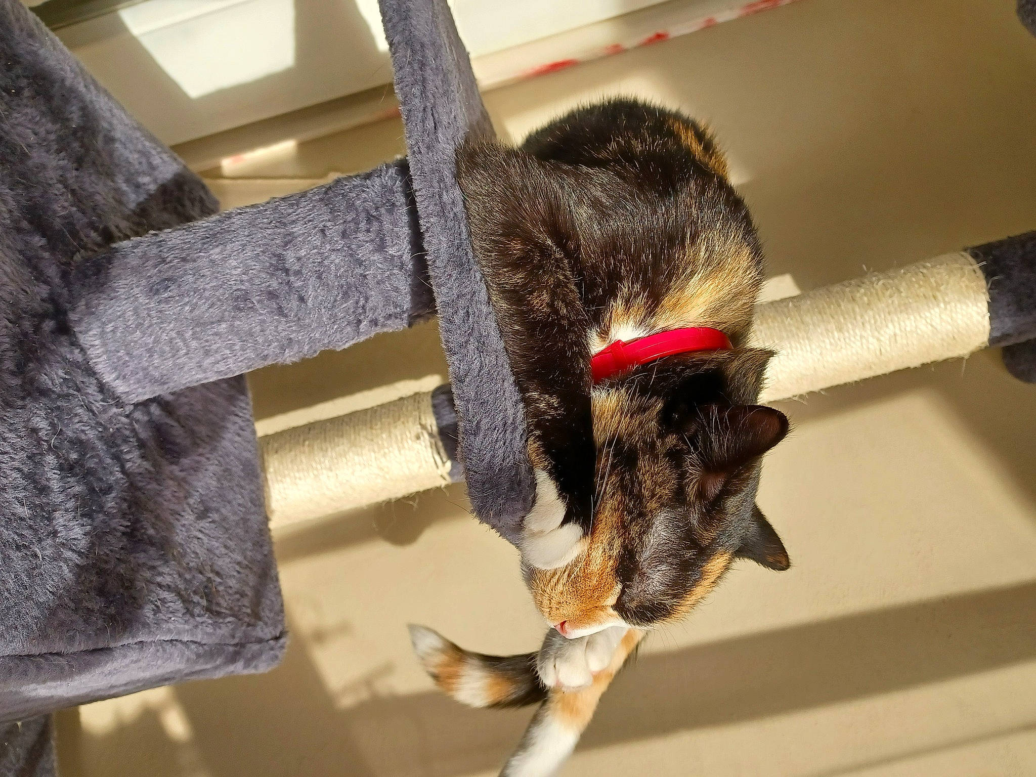 Pastilla participe au concours pour gagner de l'argent avec cette photo : canidae, claw, collar, domestic_short_haired_cat, felidae, fur, metal, natural_material, pet_supply, rope, small_to_medium_sized_cats, snapshot, snout, tail, vertebrate, whiskers, wood, working_animal