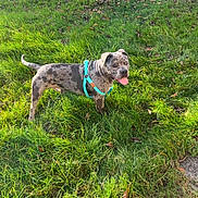 Luky participe au concours pour gagner de l'argent avec cette photo : dog, brindle, harness, grass, outdoor, sunlight, pet, canine, yard, tree, leaf, fence, happy, tongue_out, nature, animal, daylight, playful, summer, friendly