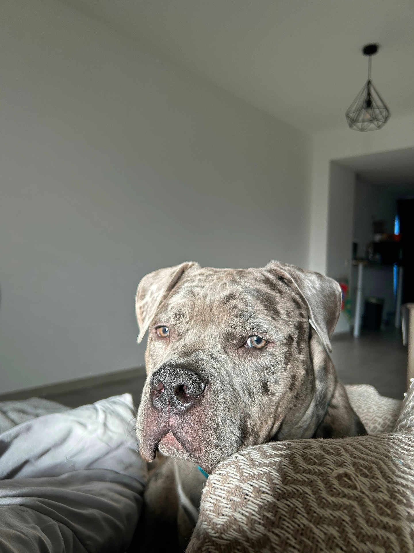 Luky a rejoint le concours — aidez-le/la à gagner de superbes lots ! dog, canine, indoor, couch, blanket, fur, pet, portrait, relaxed, animal, living_room, furniture, comfort, brown, gray, snout, ears, eyes, resting, home