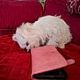 closeup, couch, cozy, curious, cute, dog, domestic_animal, furniture, home, houseplant, indoor, pet, phone_case, playing, puppy, red_quilt, resting, small_dog, soft_texture, white_fur