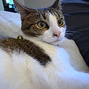 Alexis joined the competition — help win amazing prizes! animal, brown, cat, closeup, collar, cute, domestic, ears, eyes, feline, fur, indoor, nose, pet, relaxing, resting, soft, tabby, whiskers, white