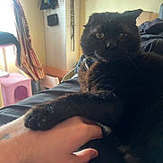 Brutus joined the competition — help win amazing prizes! black_cat, cat, hand, indoor, curtains, cat_tree, furniture, window, light, paw, pet, resting, person, animal, cozy, home, soft_light, touch, domestic, relaxation