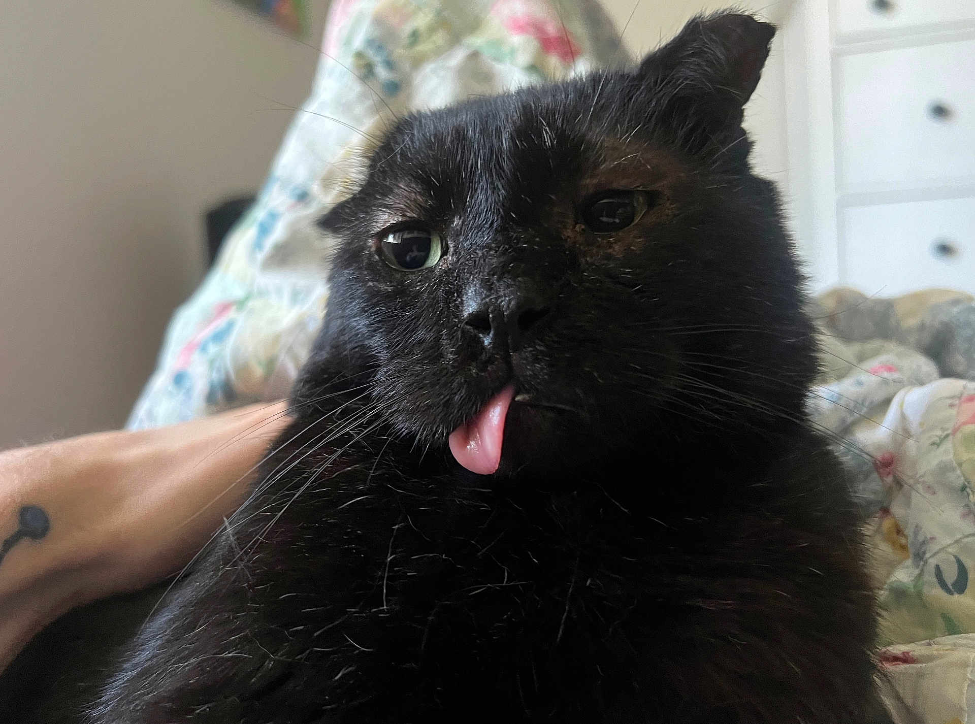 Brutus is registered to the contest to win money with this photo: black_cat, cat, tongue_out, close_up, pet, animal, whiskers, fur, bed, blanket, tattoo, arm, indoor, cute, face, feline, relaxed, cozy, domestic_animal, portrait