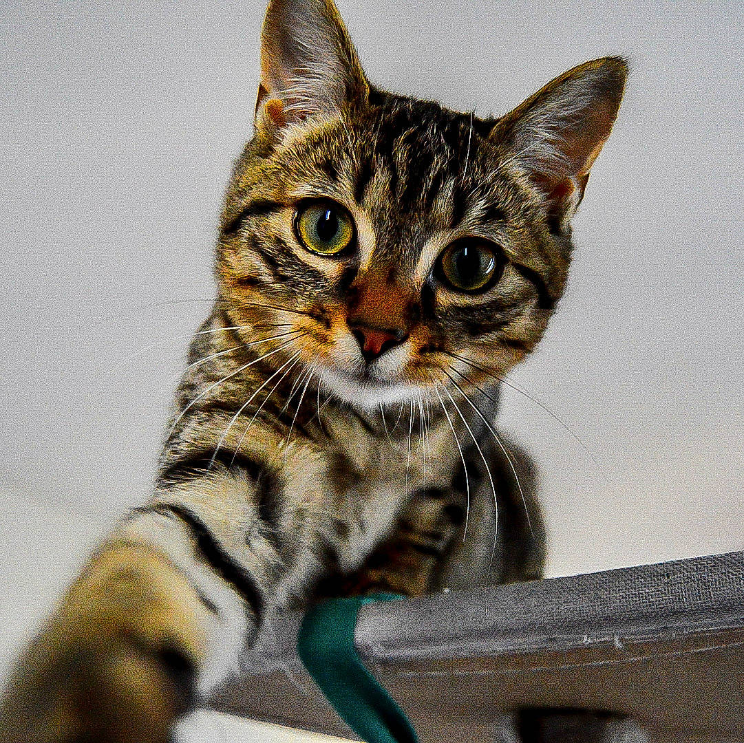 Siméo participe au concours pour gagner de l'argent avec cette photo : carnivore, cat, claw, domestic_short_haired_cat, eye, felidae, foot, fur, hair, iris, paw, sitting, small_to_medium_sized_cats, snout, terrestrial_animal, whiskers, wildlife, window