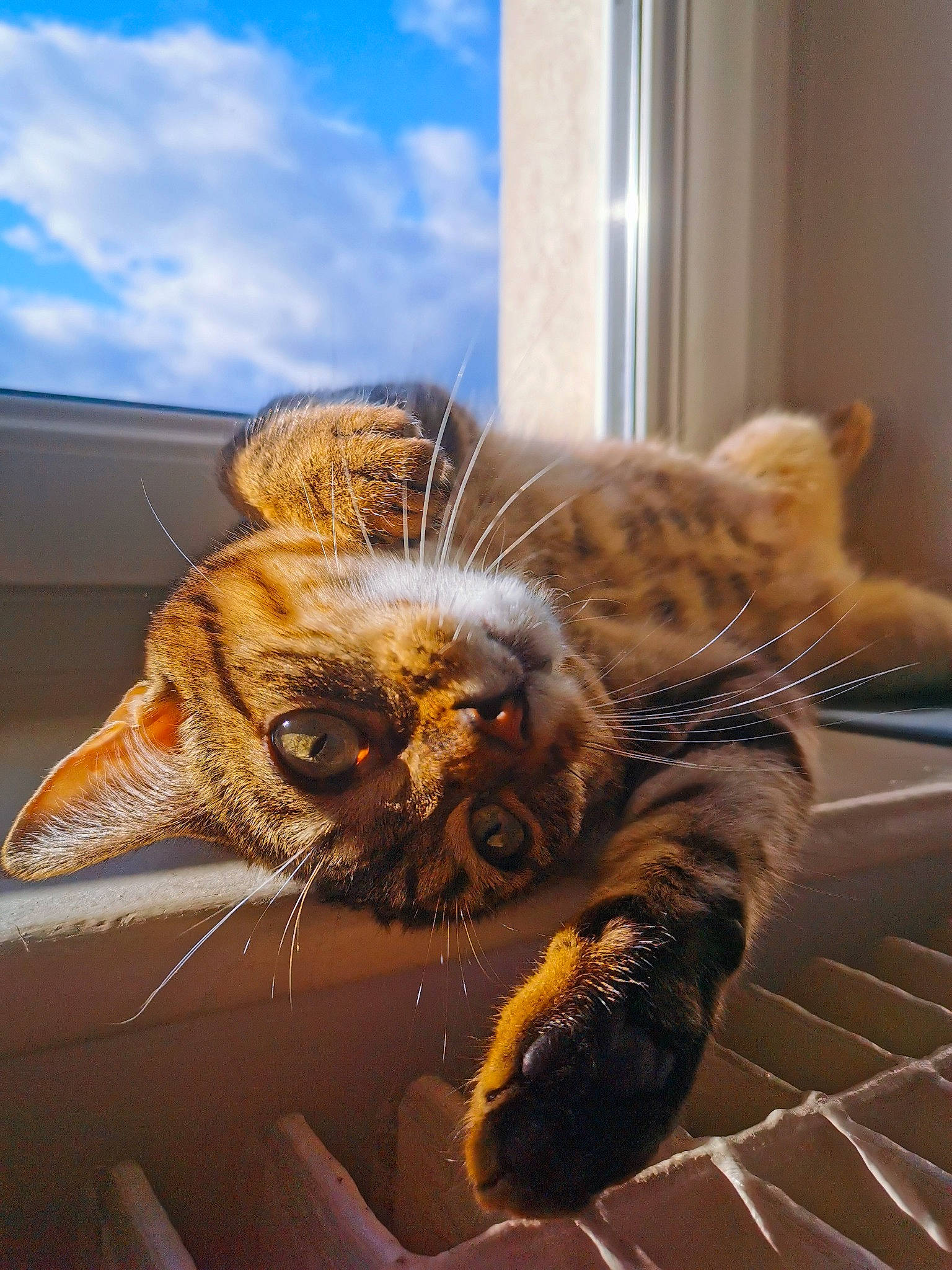 Siméo participe au concours pour gagner de l'argent avec cette photo : bird_of_prey, carnivore, cat, claw, cloud, fawn, feather, felidae, fur, owl, paw, sky, small_to_medium_sized_cats, snout, tail, terrestrial_animal, whiskers, window, wing, wood