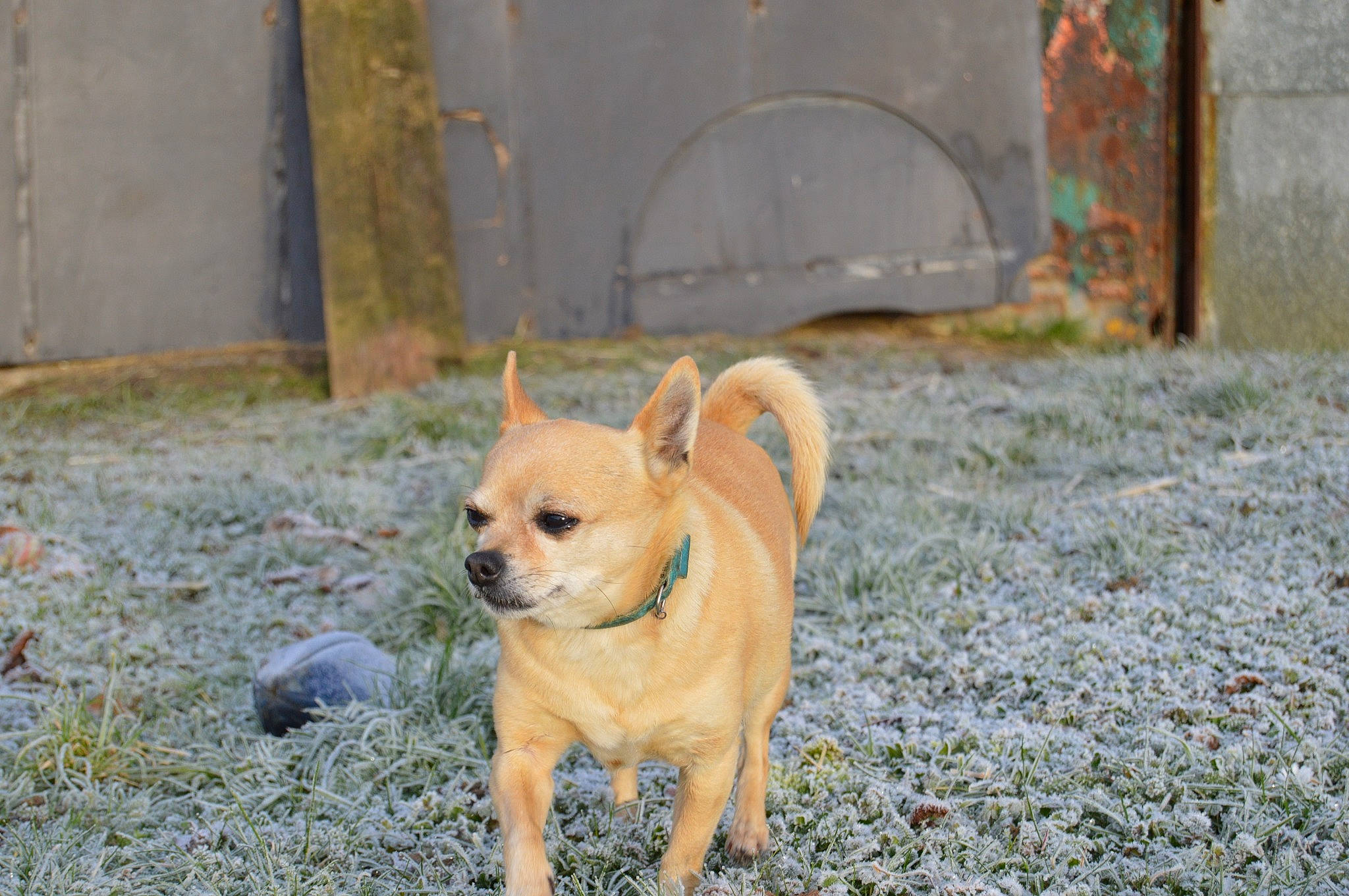 Suchi participe au concours pour gagner de l'argent avec cette photo : ancient_dog_breeds, canidae, carnivore, chihuahua, companion_dog, corgi_chihuahua, dog, dog_breed, fawn, mammal, puppy, snout, sporting_group, toy_dog, vertebrate