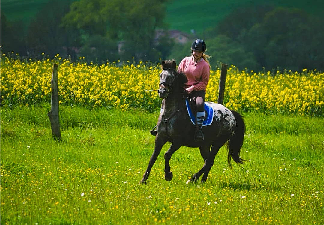 Loosa a rejoint le concours — aidez-le/la à gagner de superbes lots ! animal_sports, bridle, equestrian_sport, equestrianism, field, flower, grassland, horse, mare, meadow, mustard_plant, outdoor_recreation, pasture, plant, rapeseed, recreation, rein, spring, trail_riding, yellow