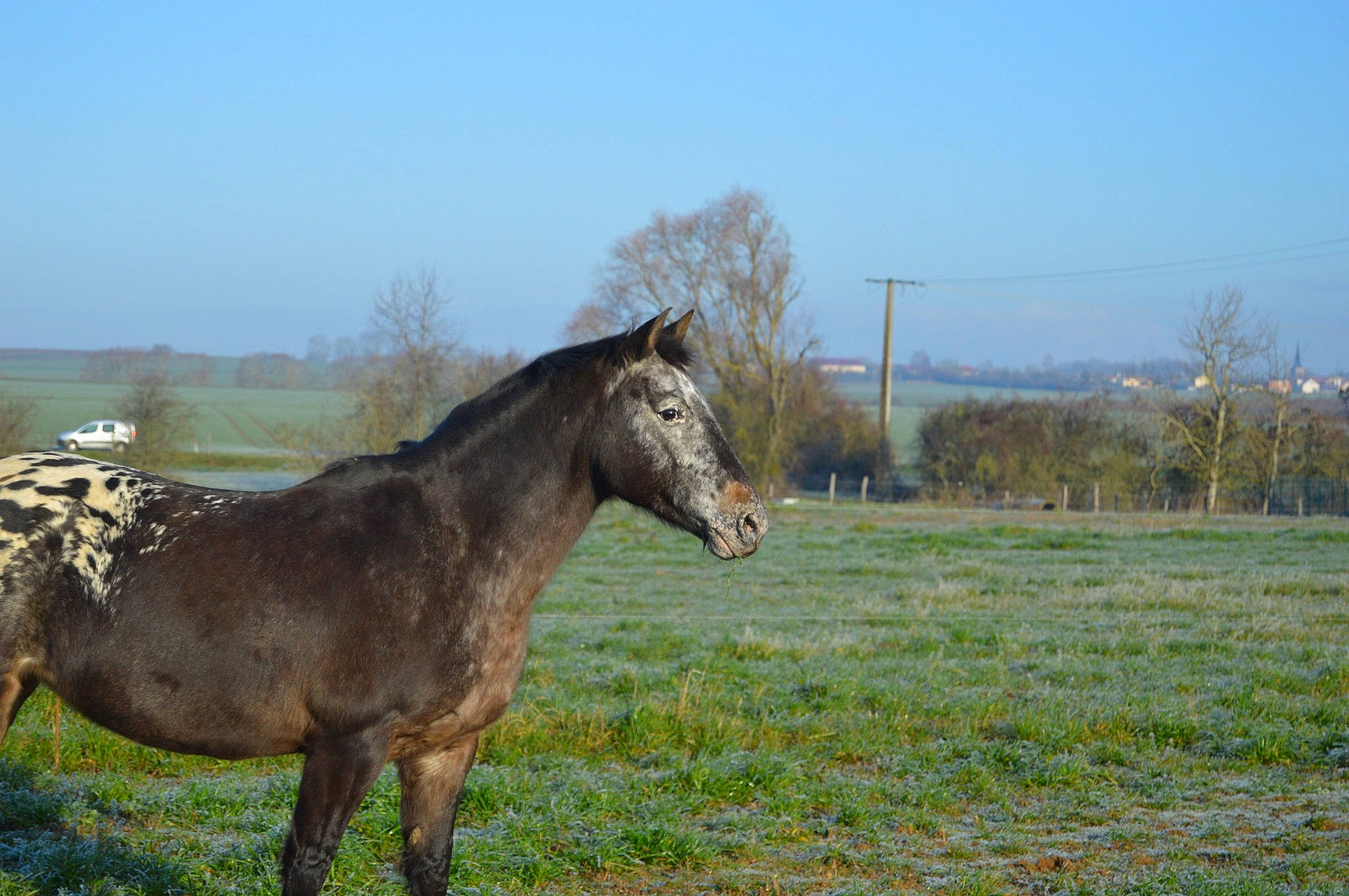 Loosa a rejoint le concours — aidez-le/la à gagner de superbes lots ! farm, field, grass, grassland, horse, landscape, livestock, mammal, mane, mare, meadow, mustang_horse, pasture, plant, ranch, rural_area, sky, stallion, tree, wildlife