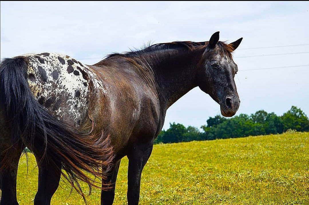 Loosa a rejoint le concours — aidez-le/la à gagner de superbes lots ! field, grass, grassland, horse, landscape, livestock, mammal, mane, mare, meadow, mustang_horse, pasture, plant, ranch, rural_area, sky, stallion, stock_photography, vertebrate, wildlife