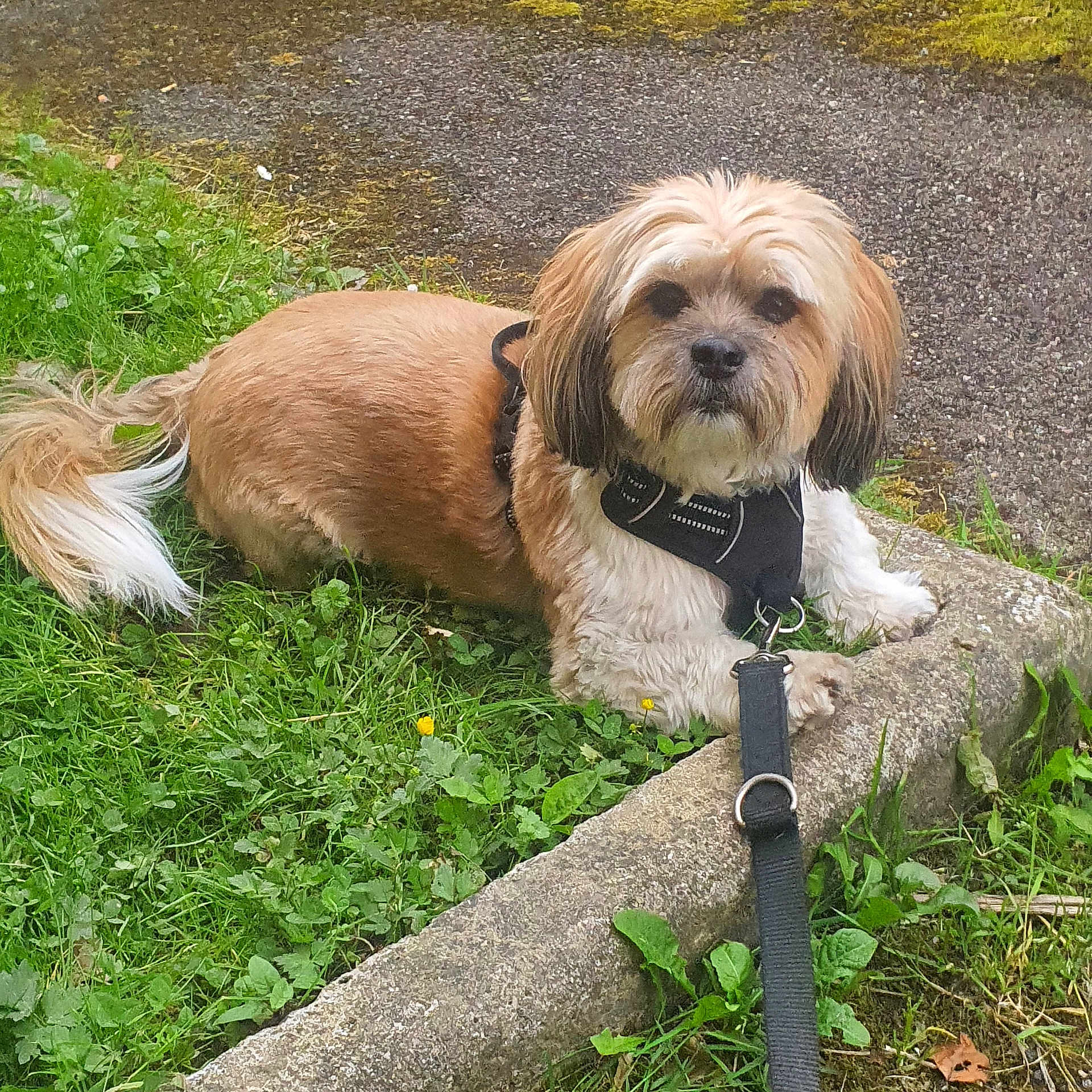 Lenny a rejoint le concours — aidez-le/la à gagner de superbes lots ! animal, canine, collar, companionship, concrete, cute, daylight, dog, fur, grass, greenery, leash, mammal, nature, outdoor, pavement, pet, resting, sidewalk, small_dog