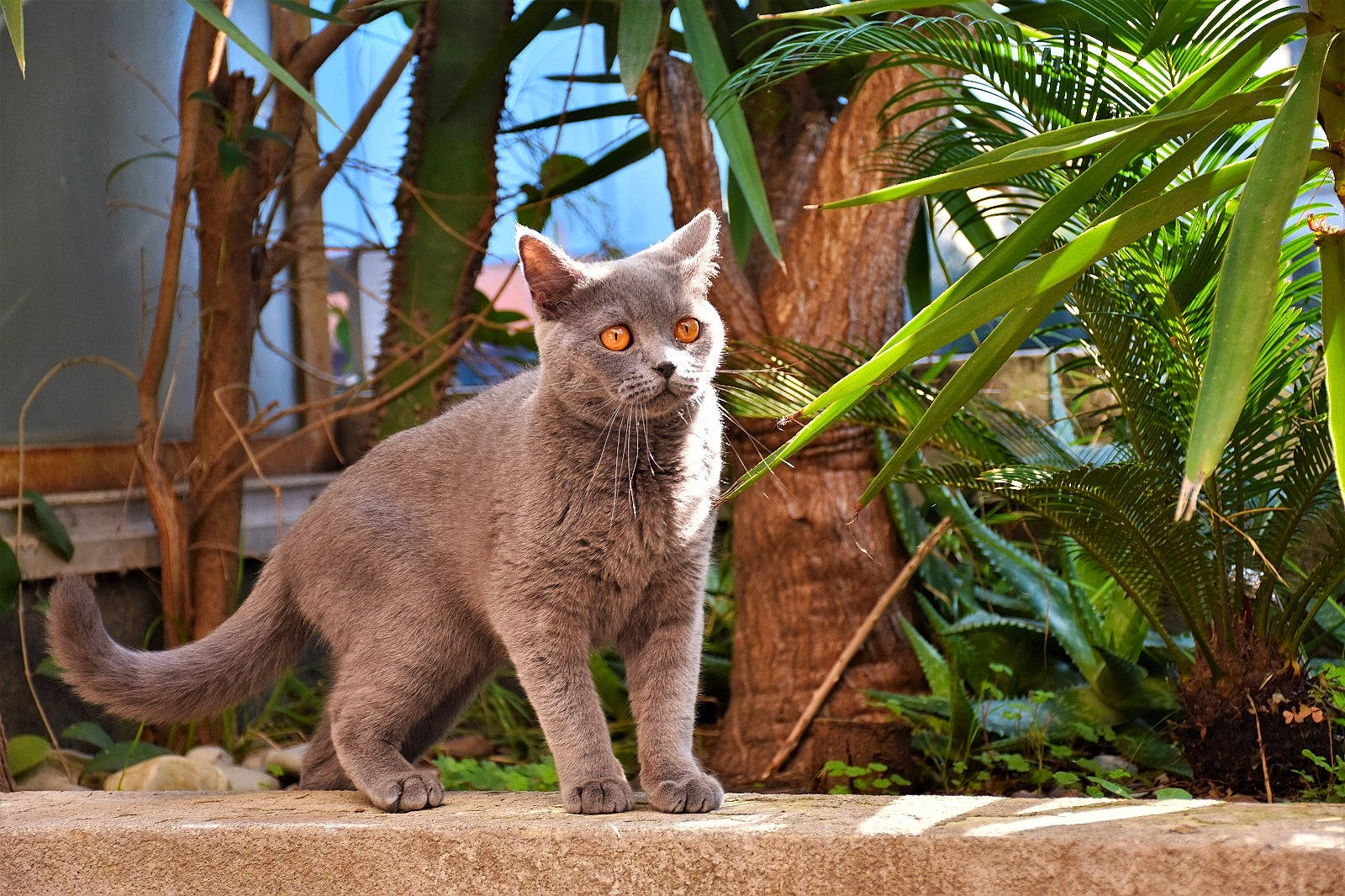 Louis a rejoint le concours — aidez-le/la à gagner de superbes lots ! arecales, carnivore, cat, domestic_short_haired_cat, fawn, felidae, fur, organism, palm_tree, plant, small_to_medium_sized_cats, snout, tail, terrestrial_animal, terrestrial_plant, tree, trunk, twig, whiskers, wood