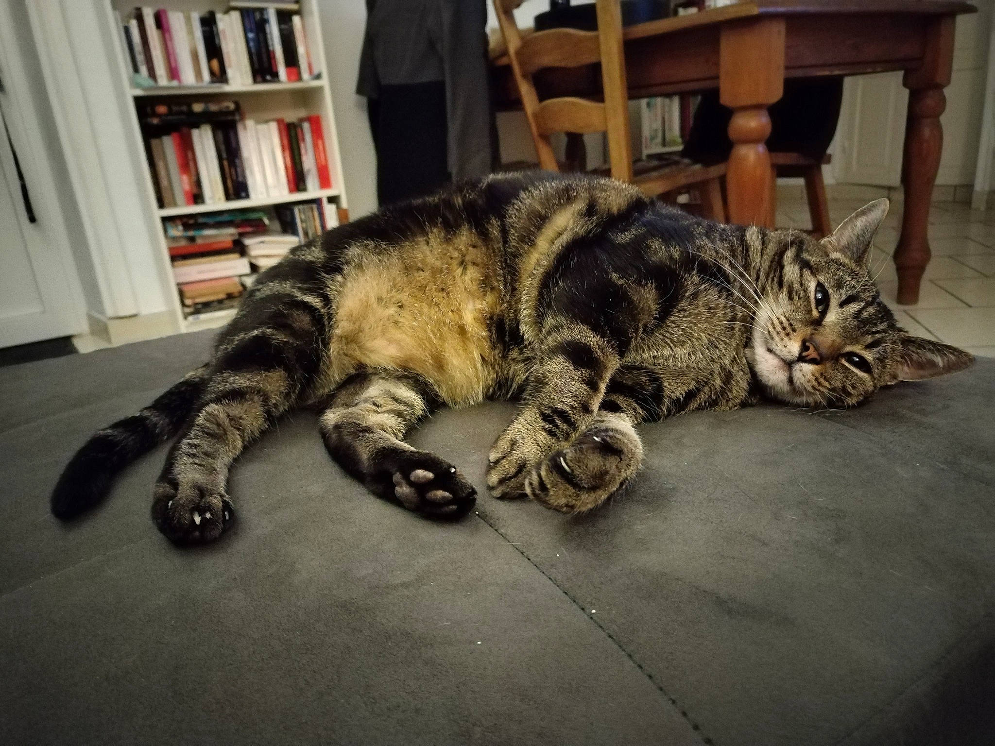 Gringrin a rejoint le concours — aidez-le/la à gagner de superbes lots ! bookcase, carnivore, cat, chair, claw, comfort, domestic_short_haired_cat, felidae, flooring, fur, paw, picture_frame, shelf, shelving, small_to_medium_sized_cats, snout, tail, terrestrial_animal, whiskers, wood