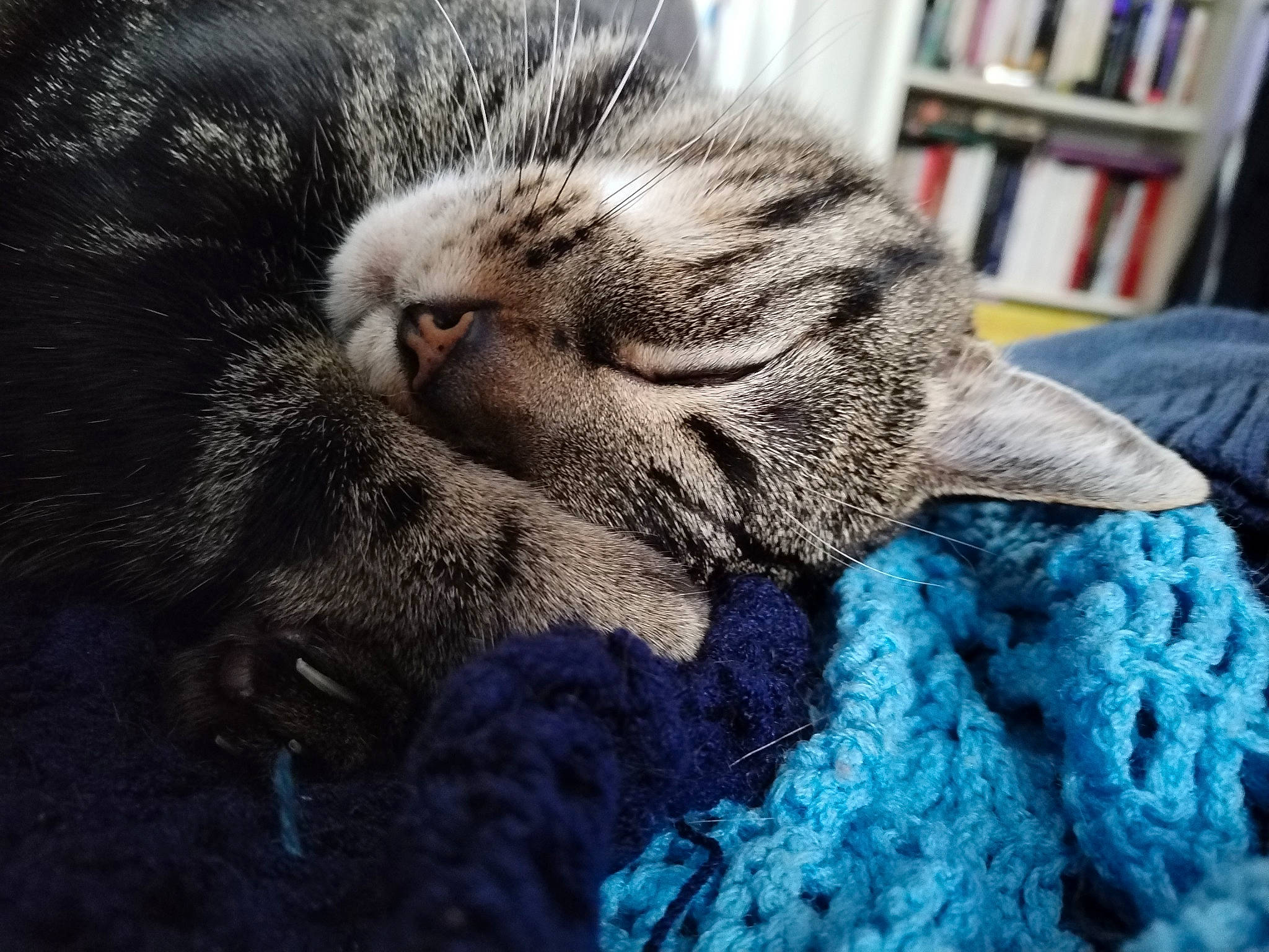 Gringrin a rejoint le concours — aidez-le/la à gagner de superbes lots ! bookcase, carnivore, cat, claw, comfort, domestic_short_haired_cat, electric_blue, felidae, fur, grey, nap, paw, shelf, sleep, small_to_medium_sized_cats, snout, tail, terrestrial_animal, whiskers, woven_fabric