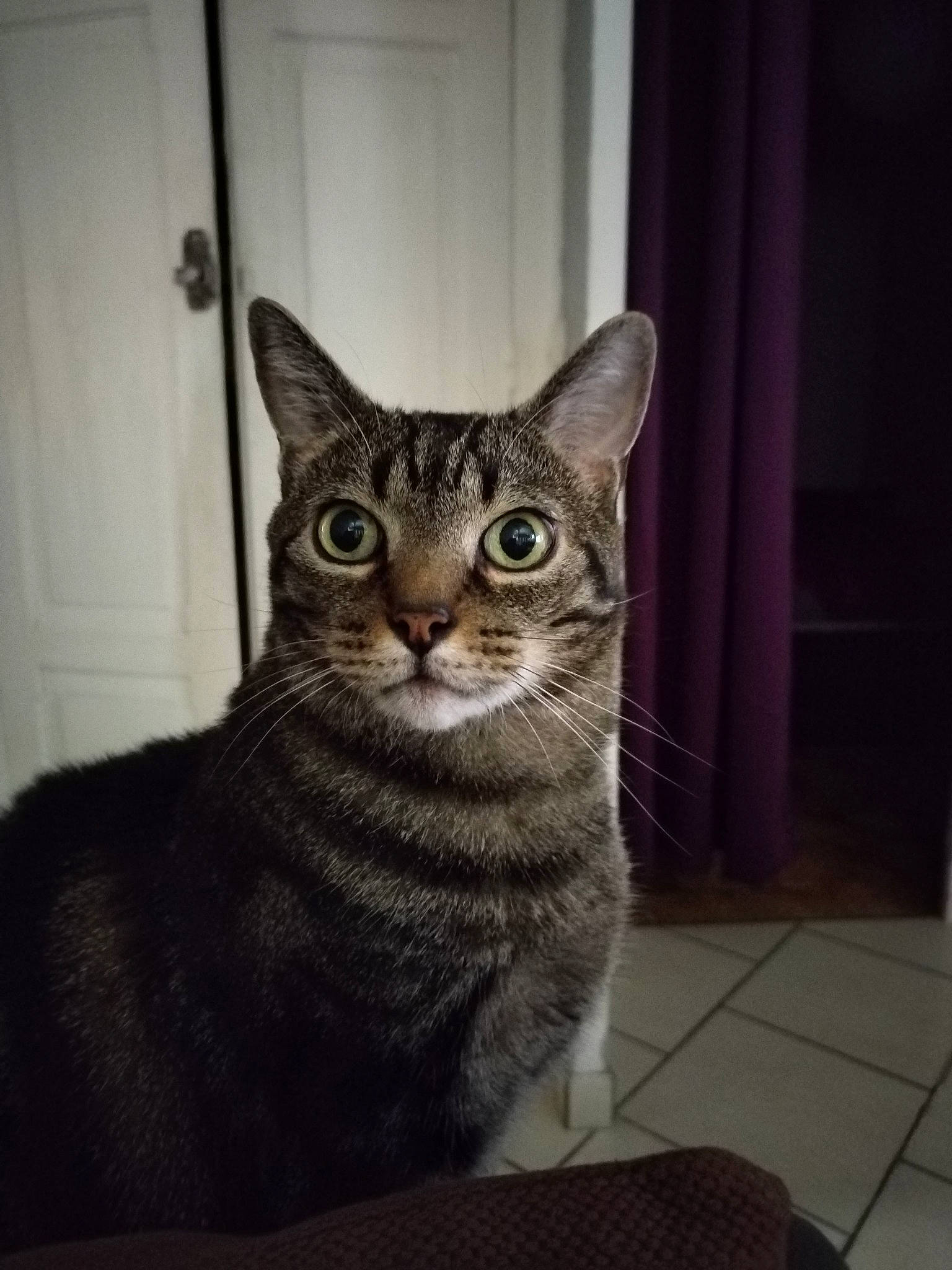 Gringrin participe au concours pour gagner de l'argent avec cette photo : carnivore, cat, domestic_short_haired_cat, door, felidae, fur, grey, sitting, small_to_medium_sized_cats, snout, tail, terrestrial_animal, whiskers, window