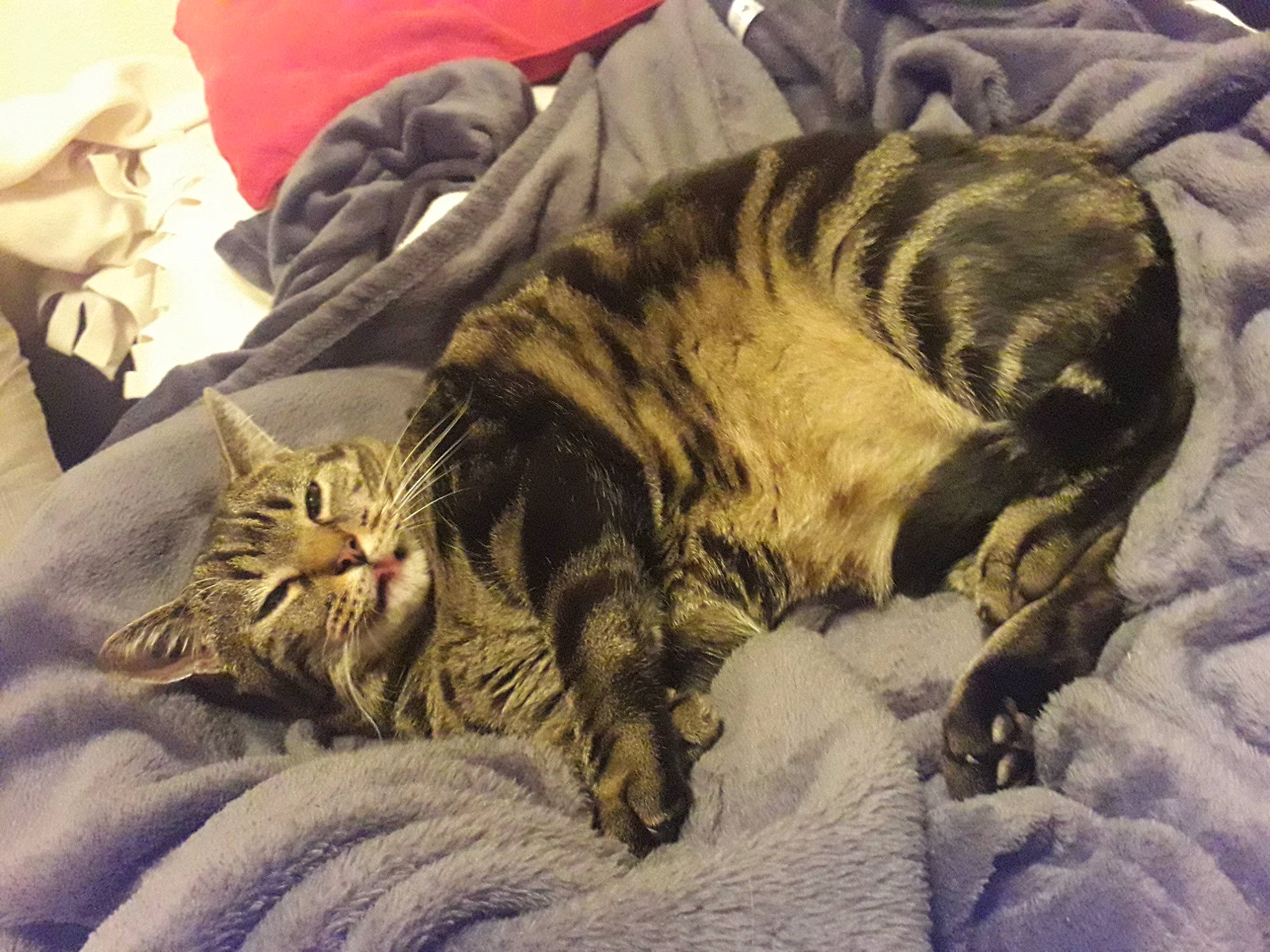 Gringrin participe au concours pour gagner de l'argent avec cette photo : carnivore, cat, claw, comfort, domestic_short_haired_cat, fawn, felidae, fur, interaction, linens, nap, paw, sleep, small_to_medium_sized_cats, snout, tail, terrestrial_animal, vertebrate, whiskers, wildlife