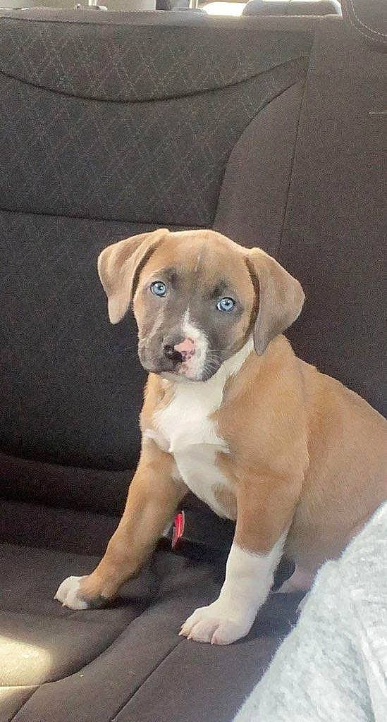 Leo is registered to the contest to win money with this photo: ancient_dog_breeds, canidae, carnivore, collar, companion_dog, dog, dog_breed, dog_collar, fawn, non_sporting_group, paw, sporting_group, whiskers, working_animal, working_dog