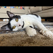 Fleetwood is registered to the contest to win money with this photo: cat, black_and_white, carpet, living_room, couch, stretching, curious_eyes, paw, indoor, pet, fur, whiskers, relaxed, home, yellow_eyes, animal, cute, portrait, feline, resting