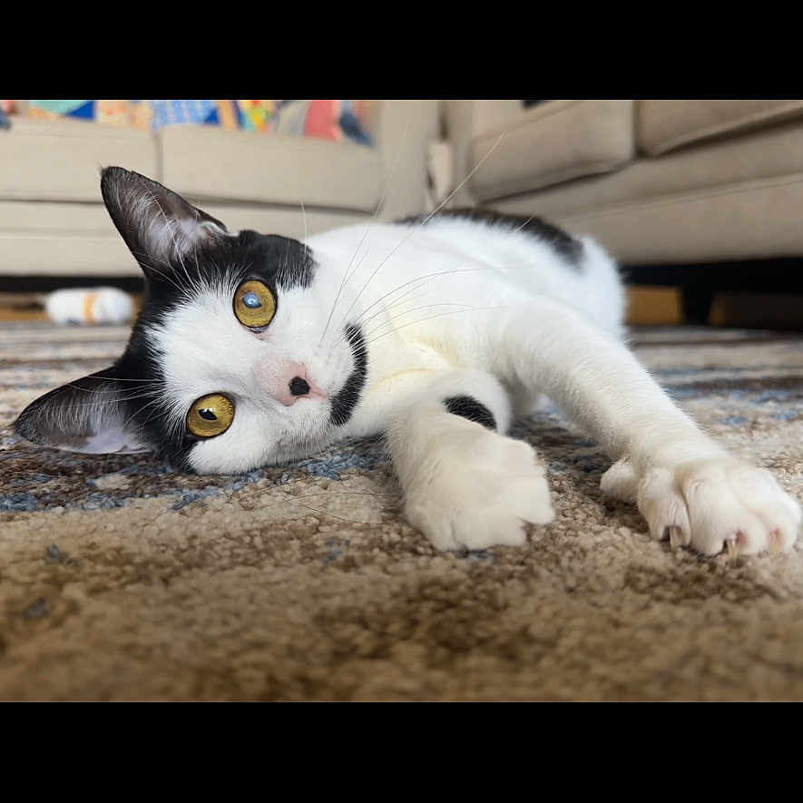 Fleetwood is registered to the contest to win money with this photo: cat, black_and_white, carpet, living_room, couch, stretching, curious_eyes, paw, indoor, pet, fur, whiskers, relaxed, home, yellow_eyes, animal, cute, portrait, feline, resting